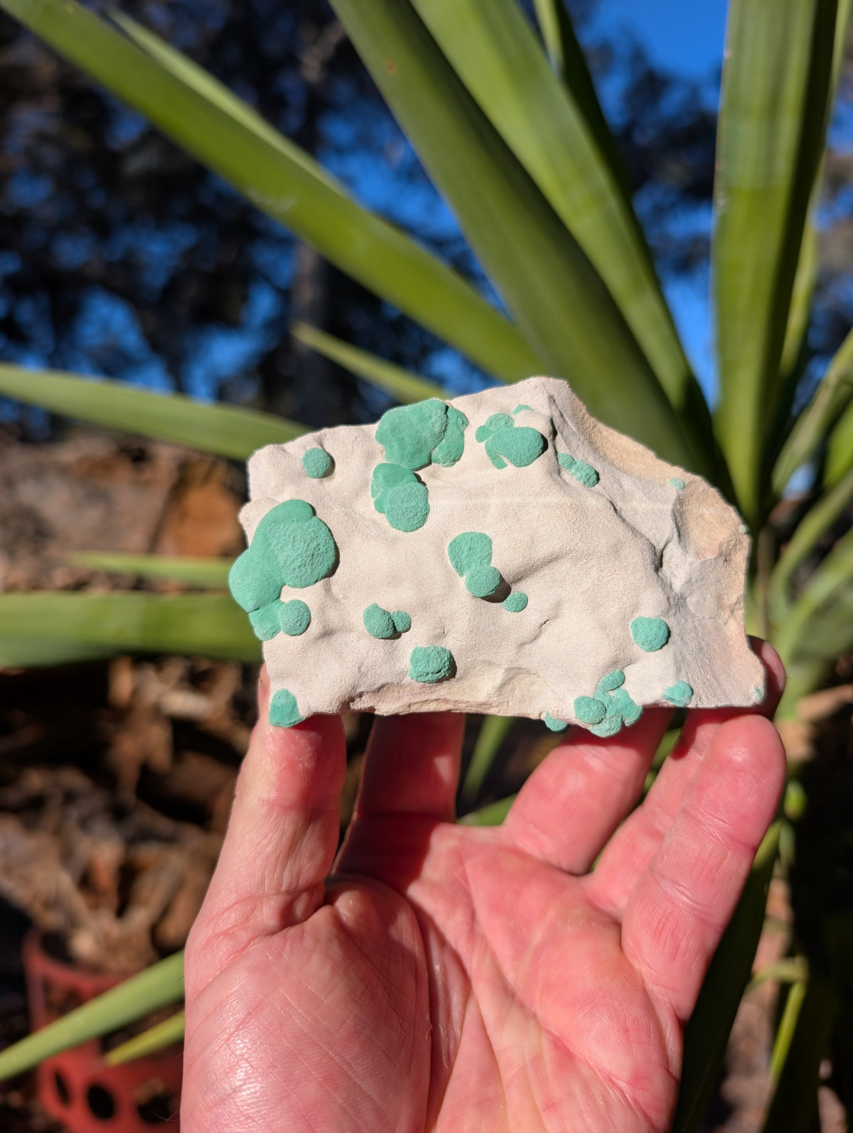 malachite sun