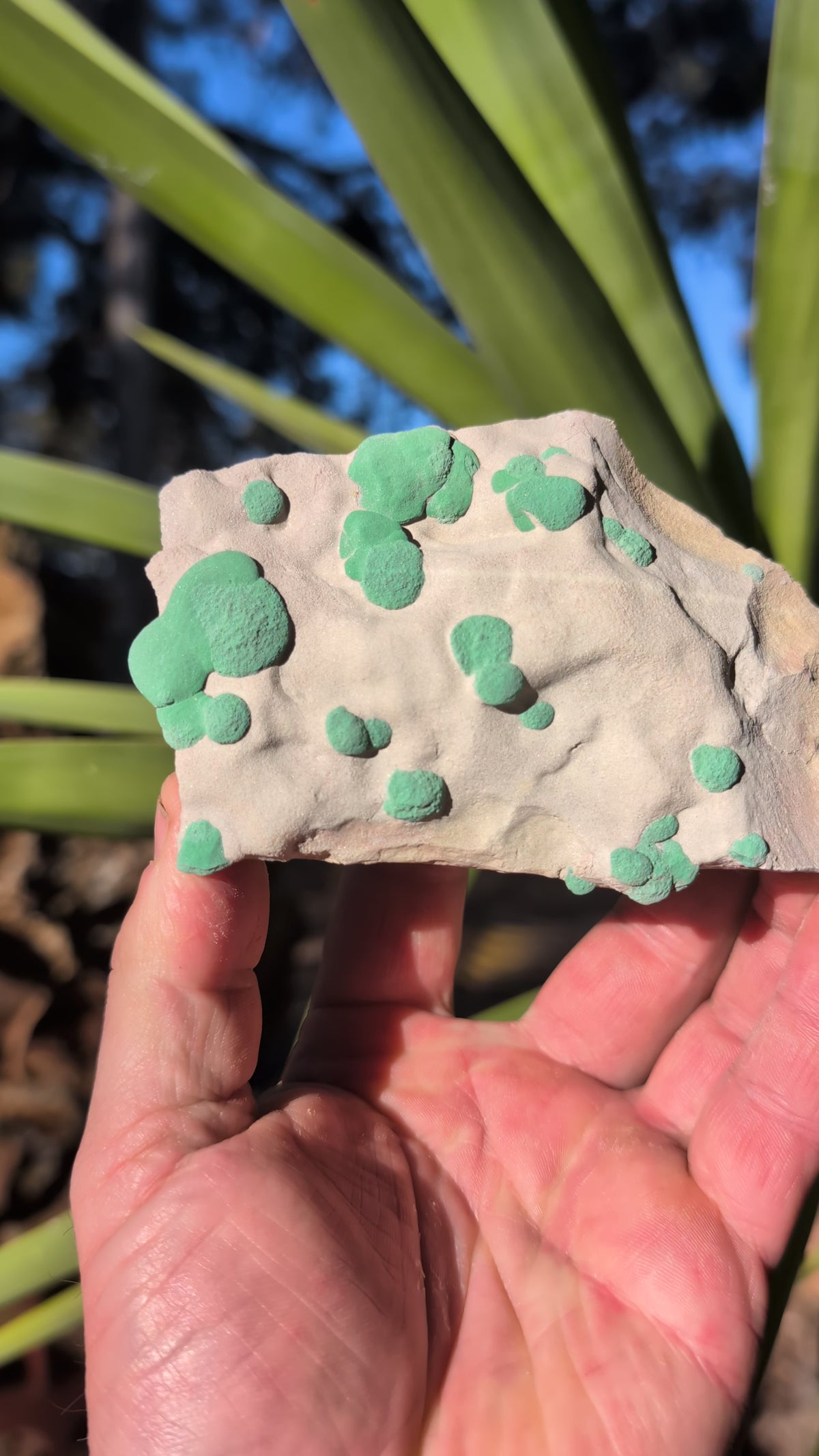 malachite sun